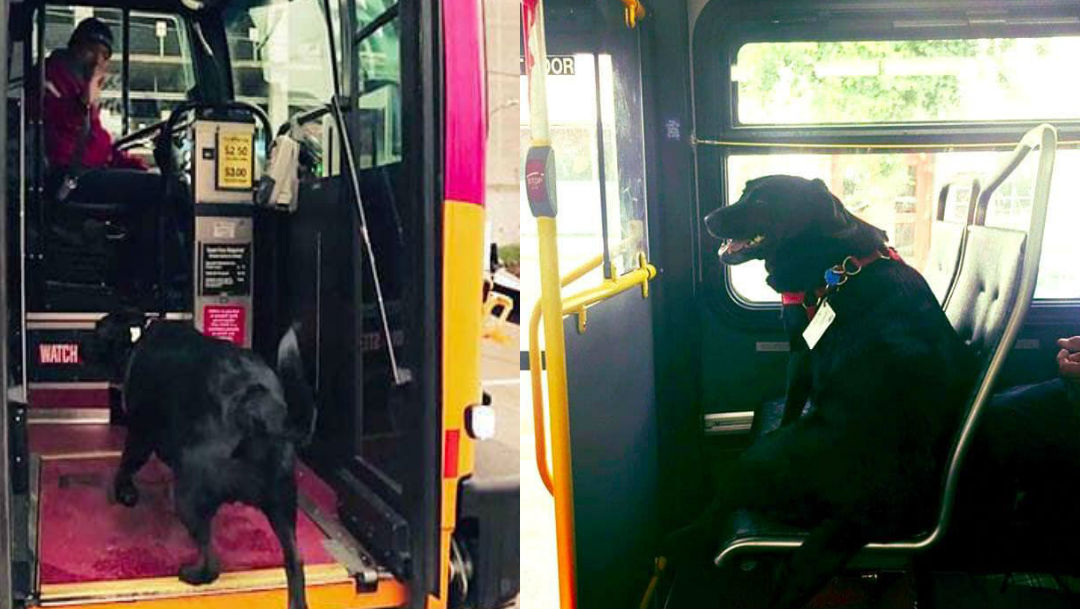 Perrita viaja sola camion 14