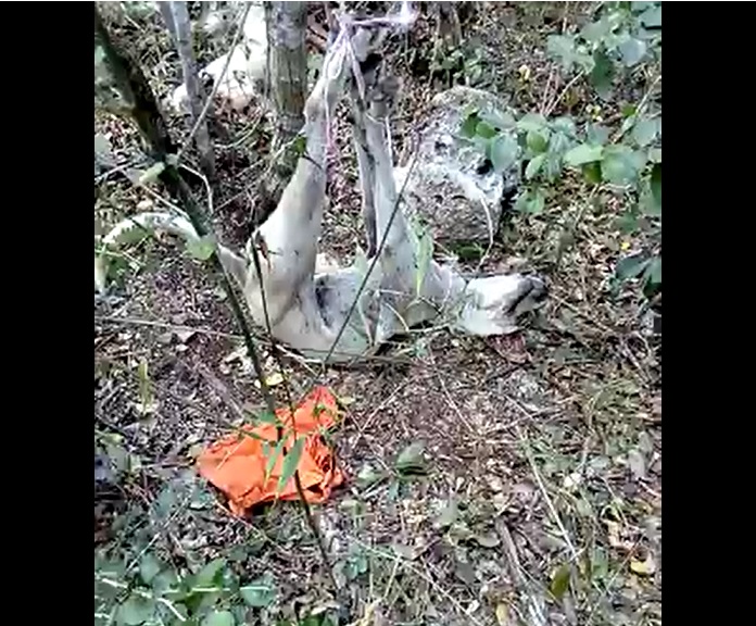 Perro