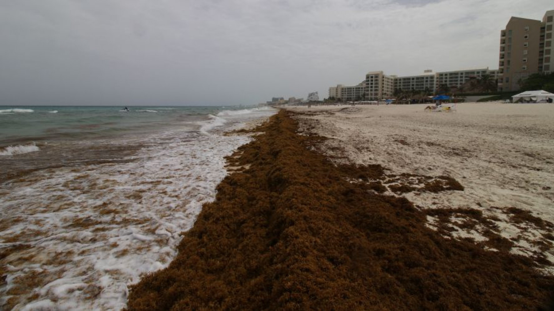 Sargazo playas caribe