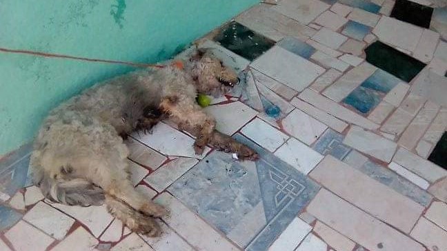 Perros muertos