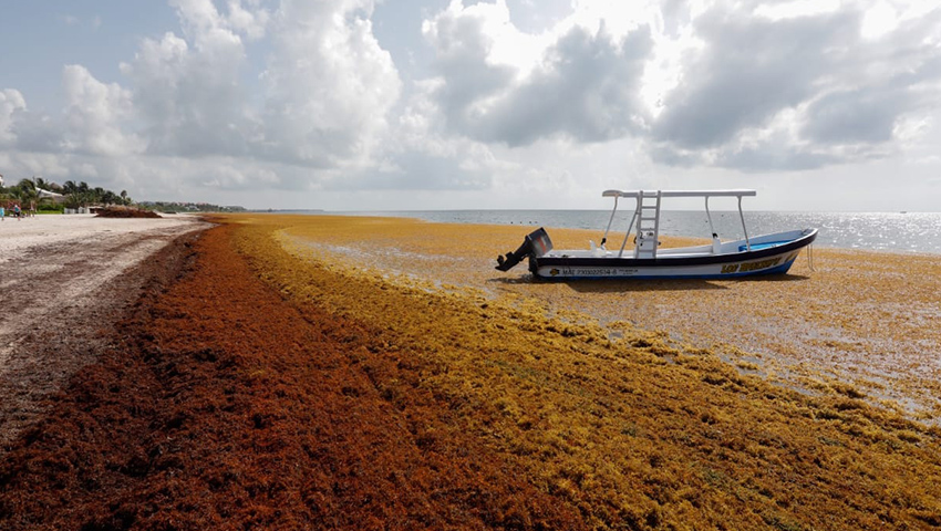 Sargazo caribe