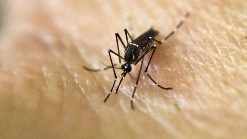 Dengue scaled