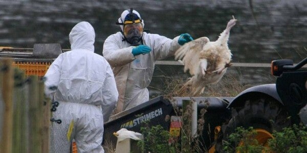 Influenza h5n6