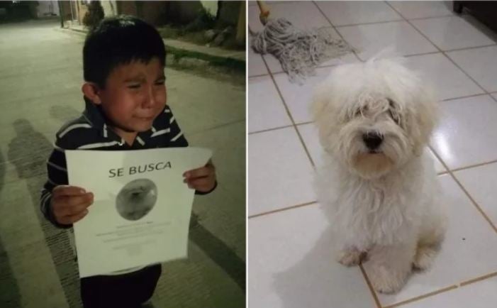 Perrito 1
