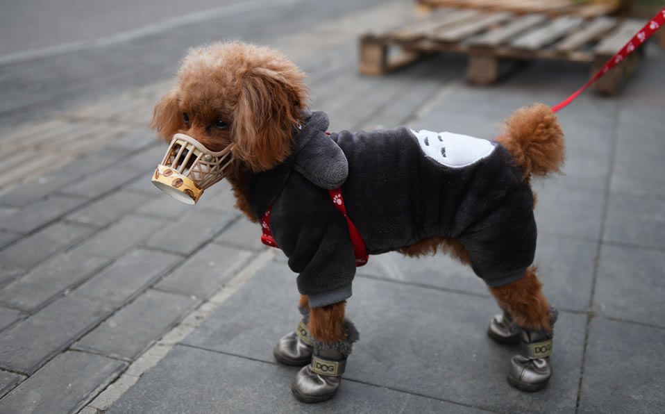 Perro protegido evitar contagie coronavirus