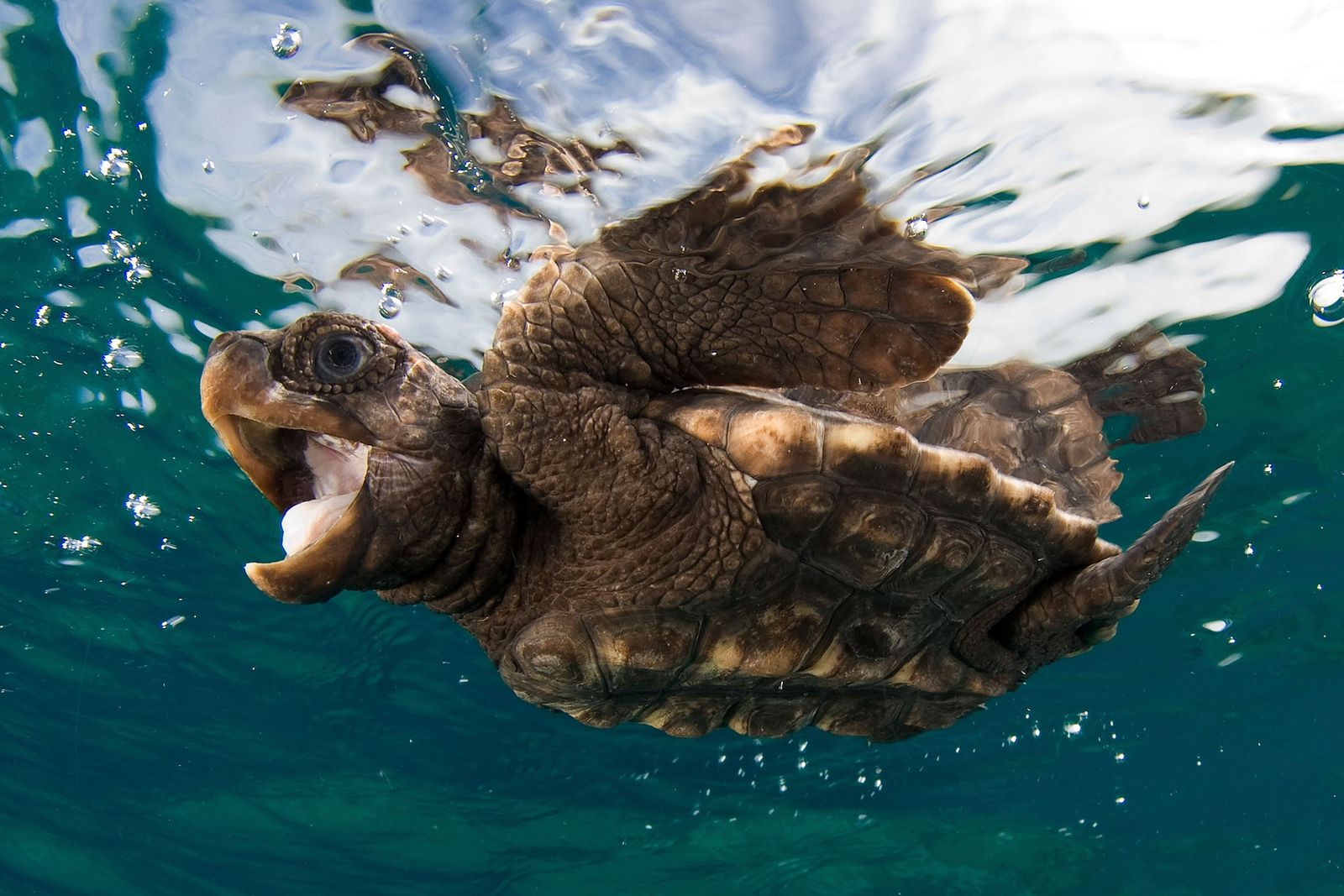 09 sea turtle