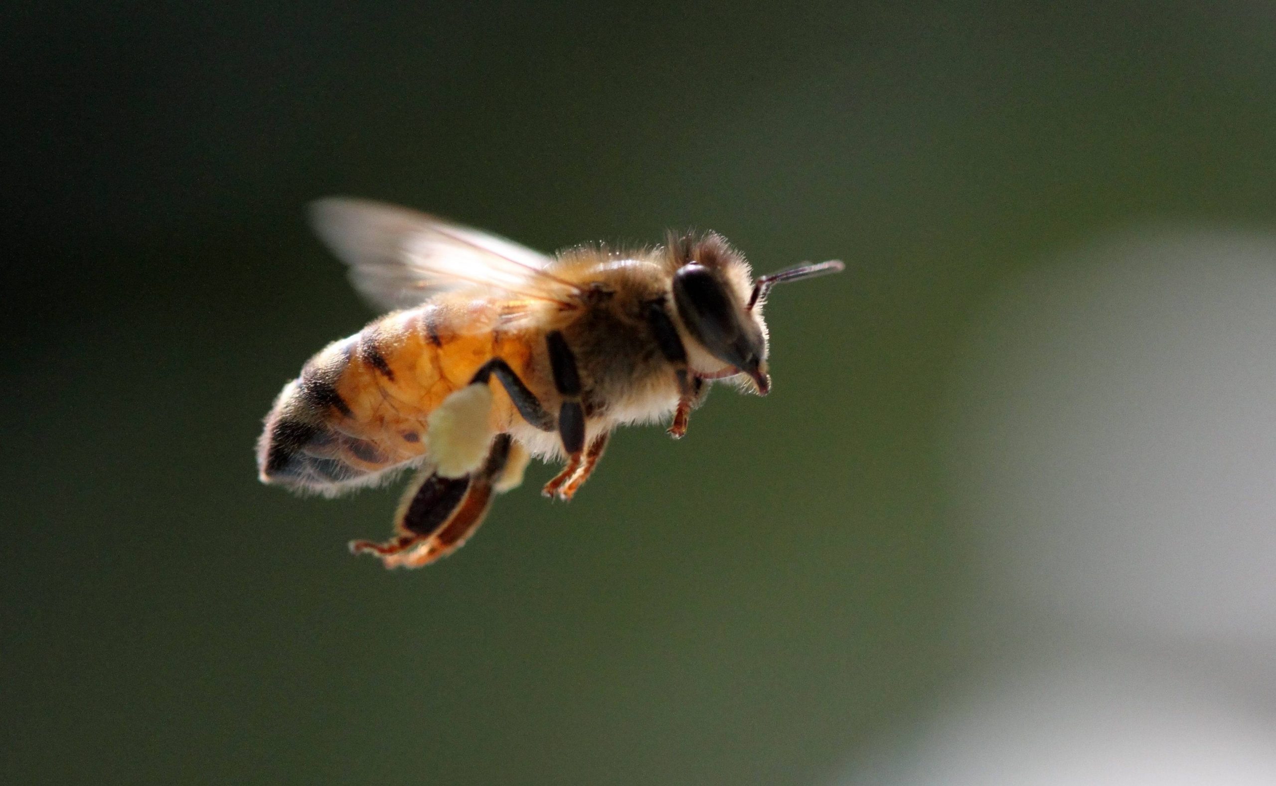 Abeja 0