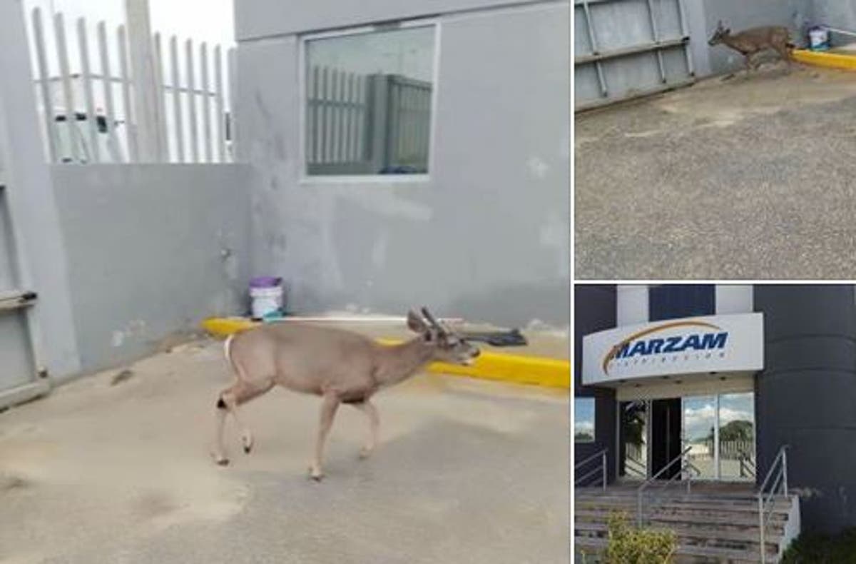 Venado cola blanca