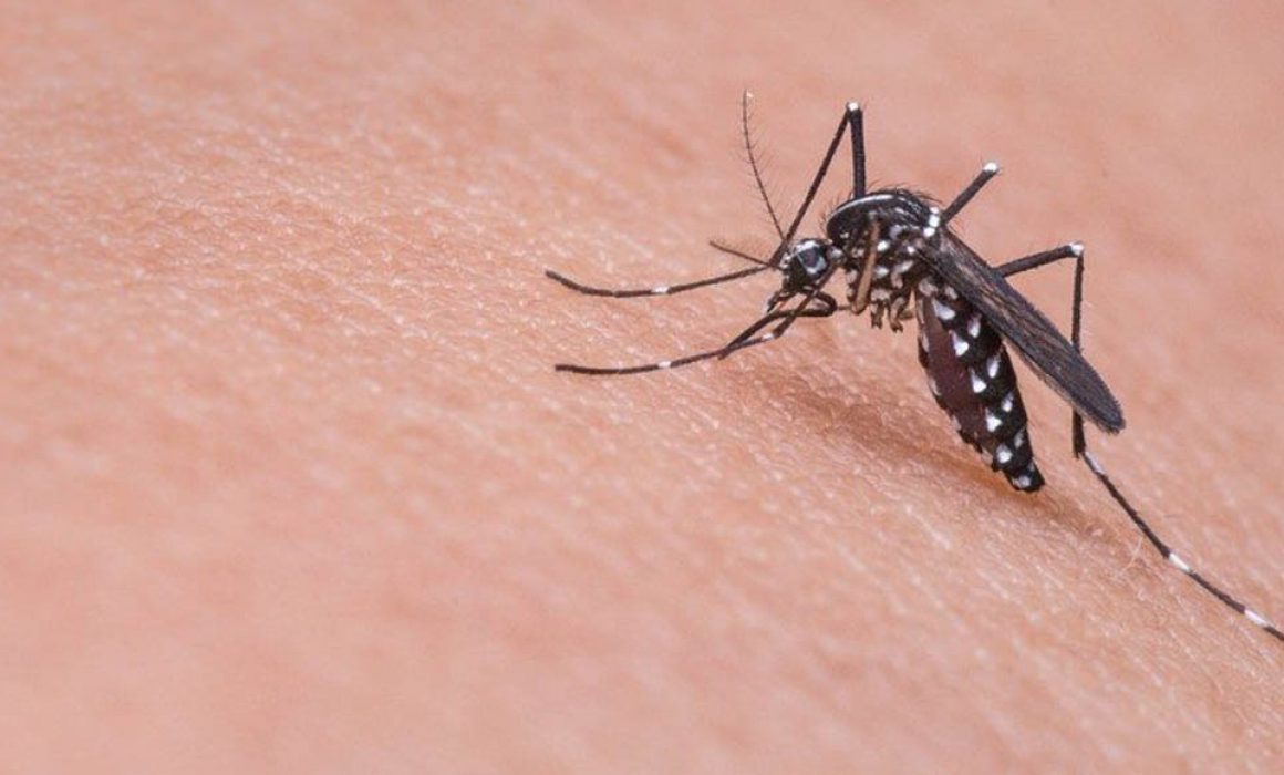 Dengue salud 1160x700