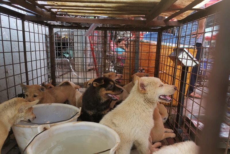 Perros