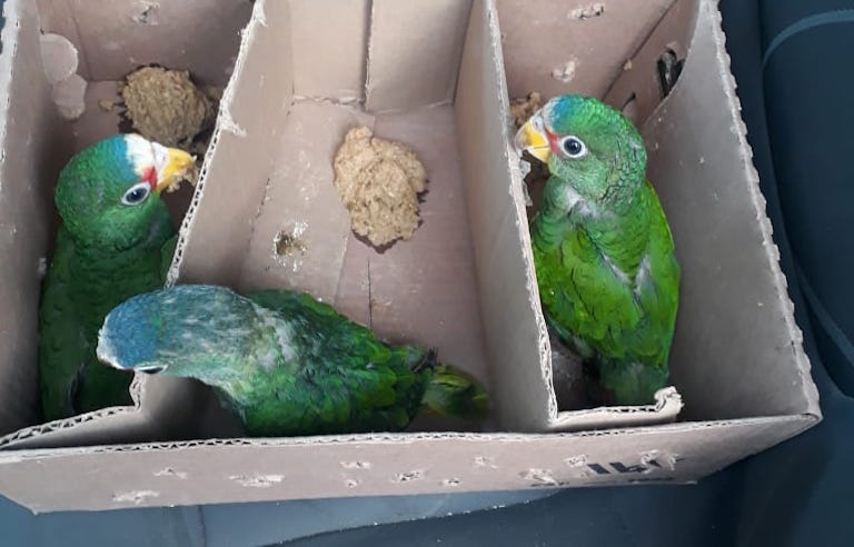 Loros verdes