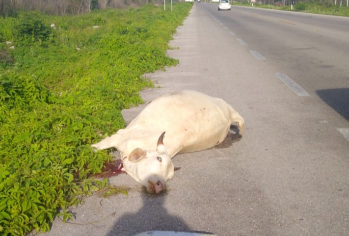 Tetiz vaca atropellada 1