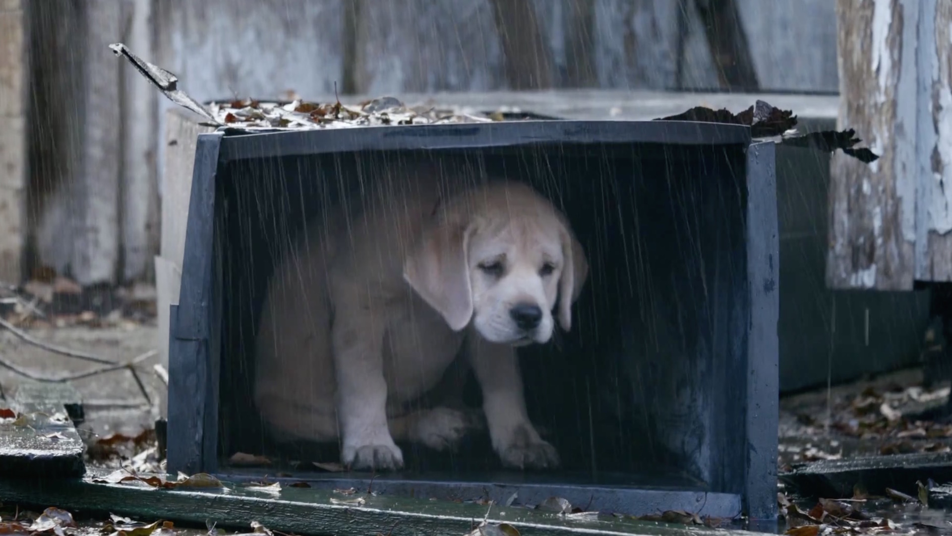 Budweiser superbowl2015 wide