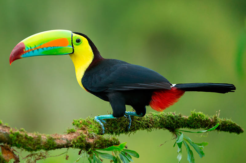 Tucan pico iris