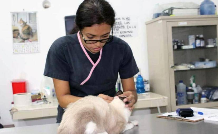 Veterinaria