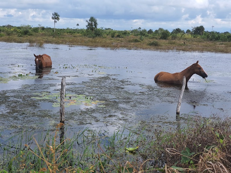 Campo censo federal 2