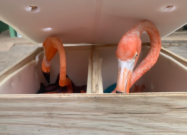 Flamencos yucatán 2
