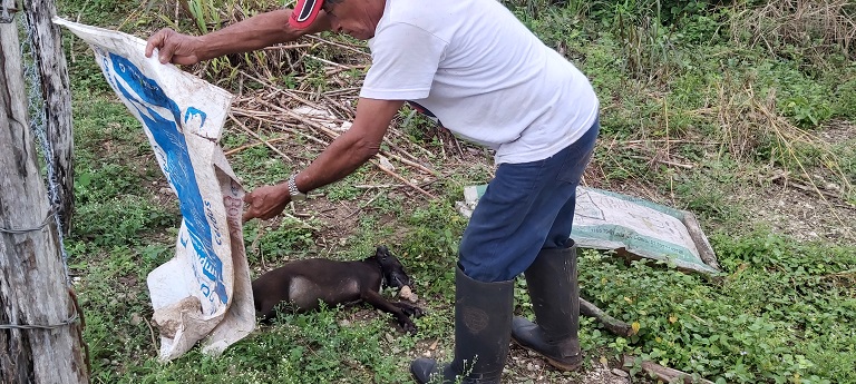 Tizimin liborio perros envenenados 1