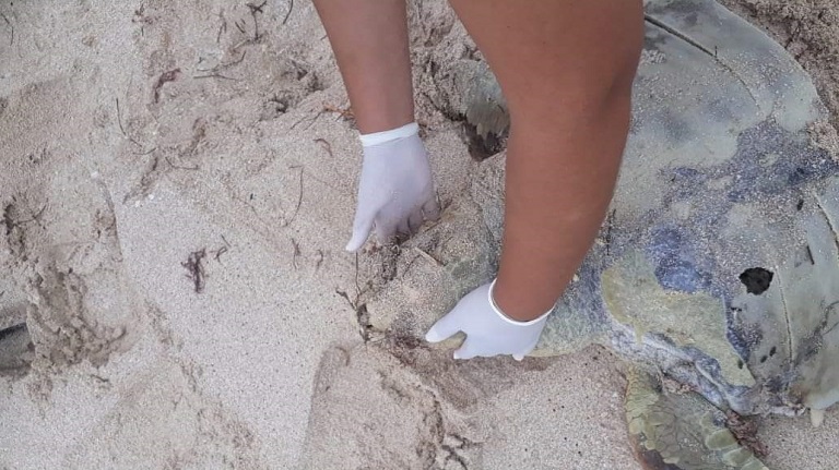 Tortuga2