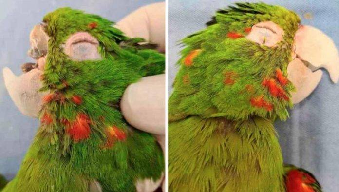 @renasceracn instagram loro pico fractura 696x394