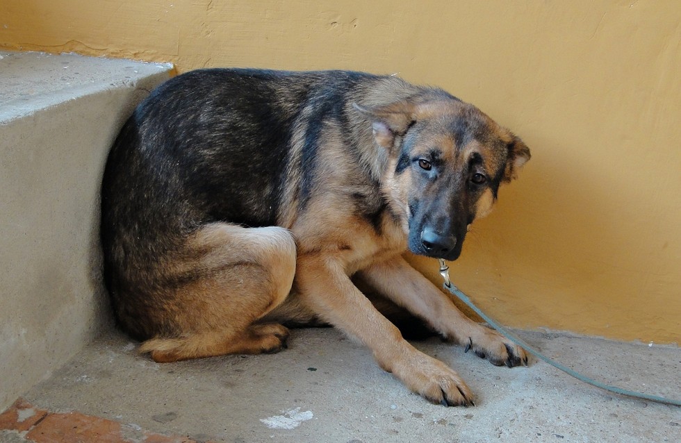 Perrito asustado