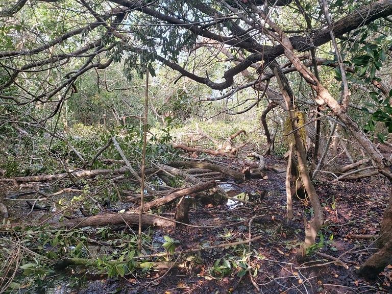 Ecocidio san felipe 2