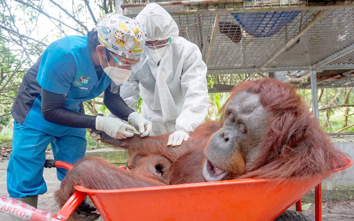 Orangutan