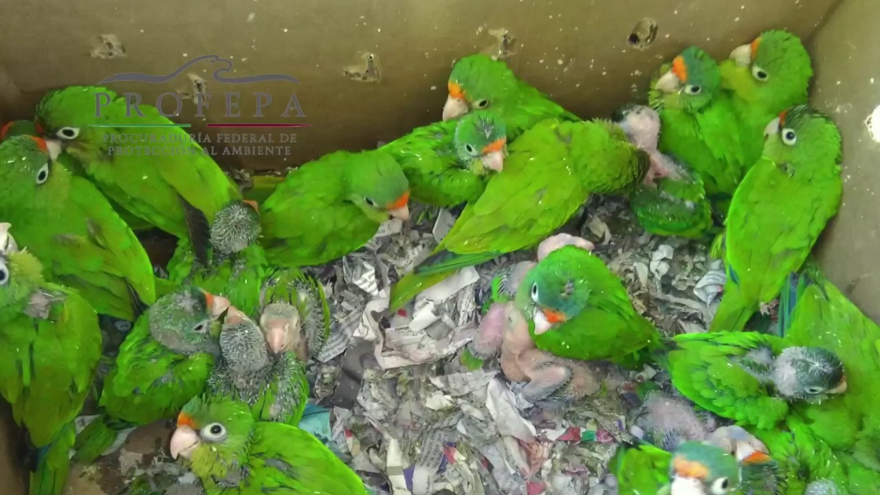 Pericos loros profepa 2