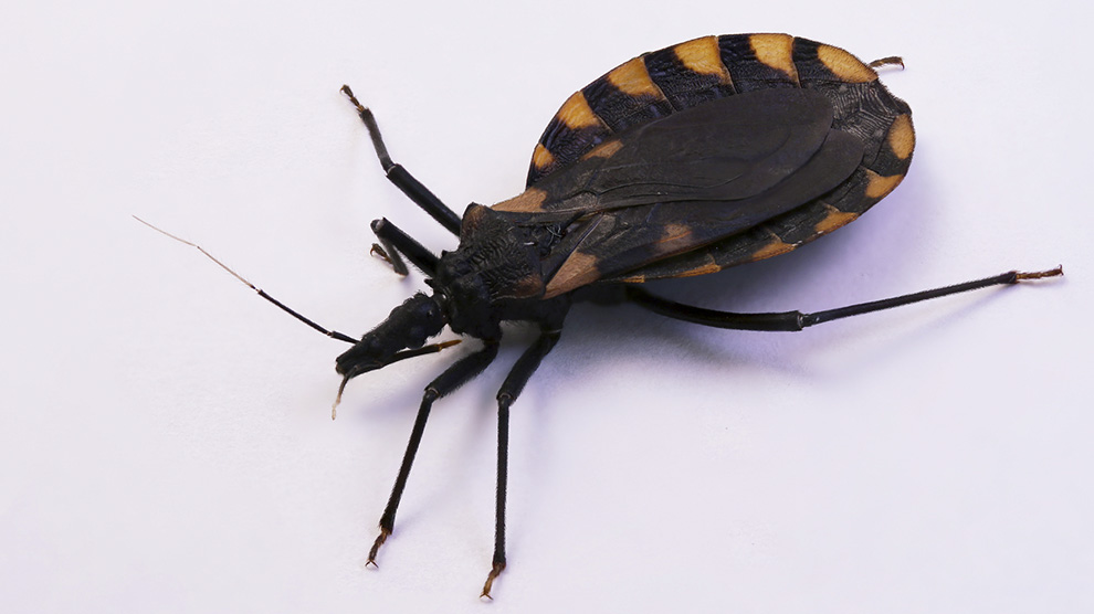 Chagas