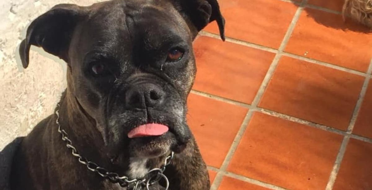 Perrita ela acido huitzilac
