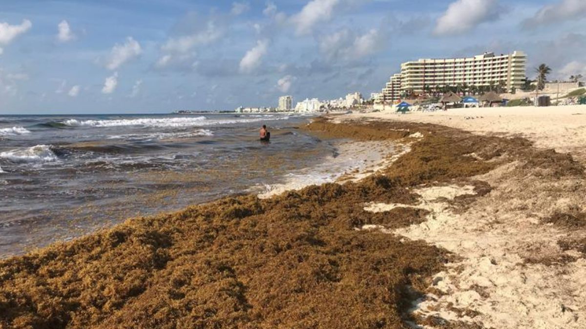 Sargazo en quintana roo