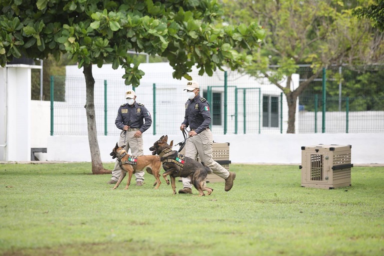 Unidad k 9 ssp yucatan canina 8