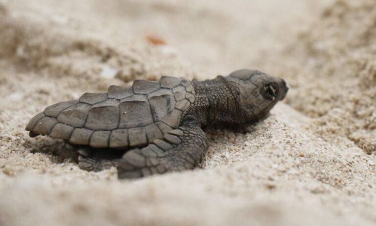 Tortuga lora yucatan 2 scaled