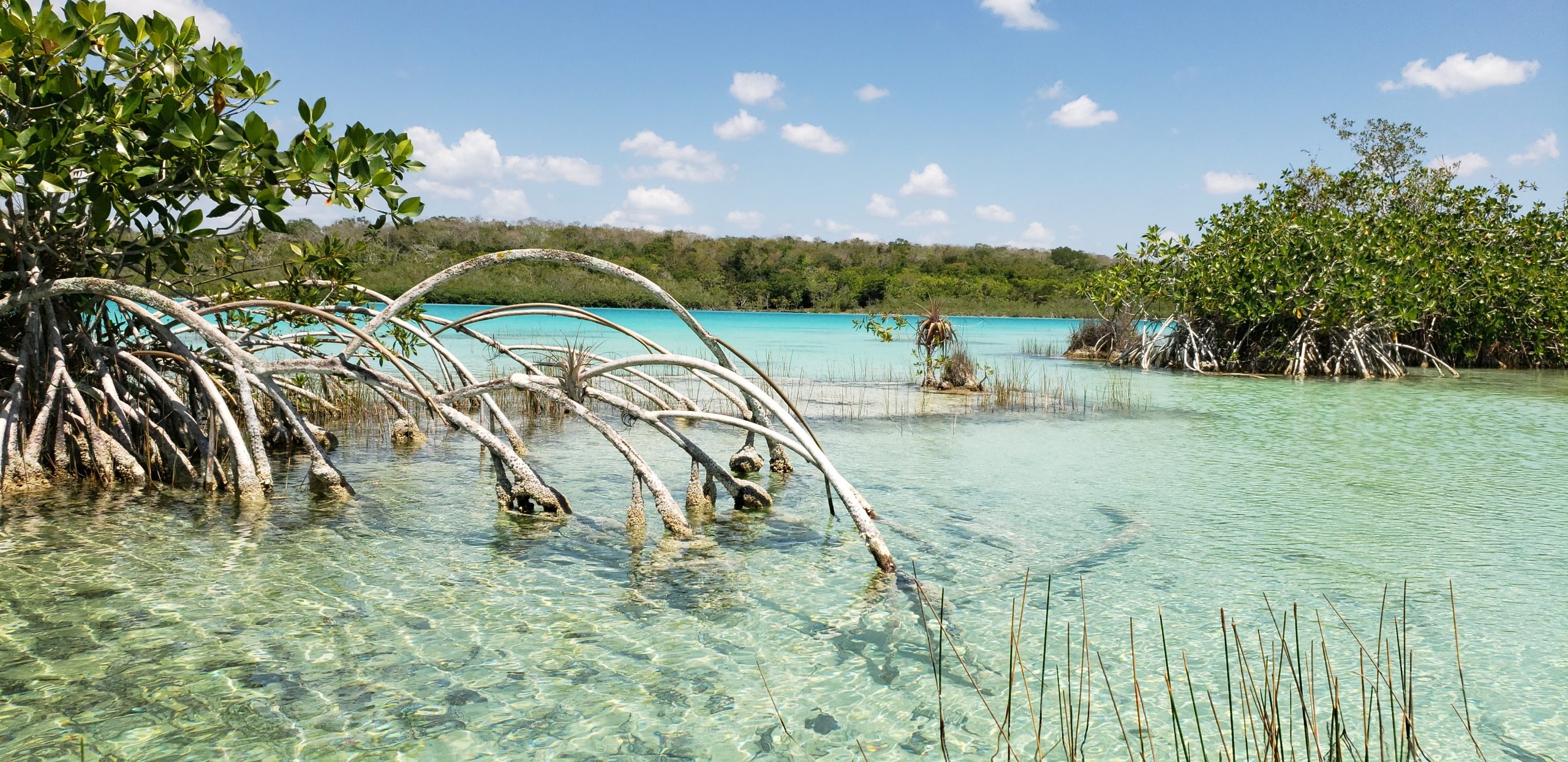 1bacalar scaled
