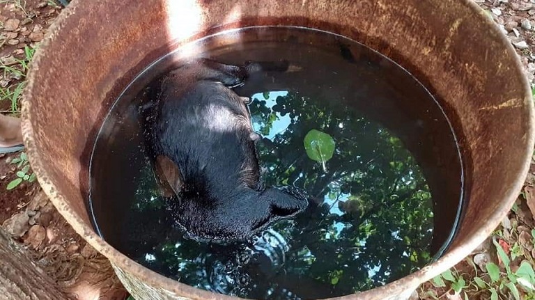 Matanza de perros