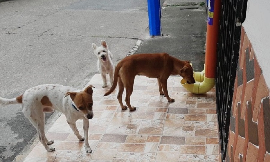 Perros