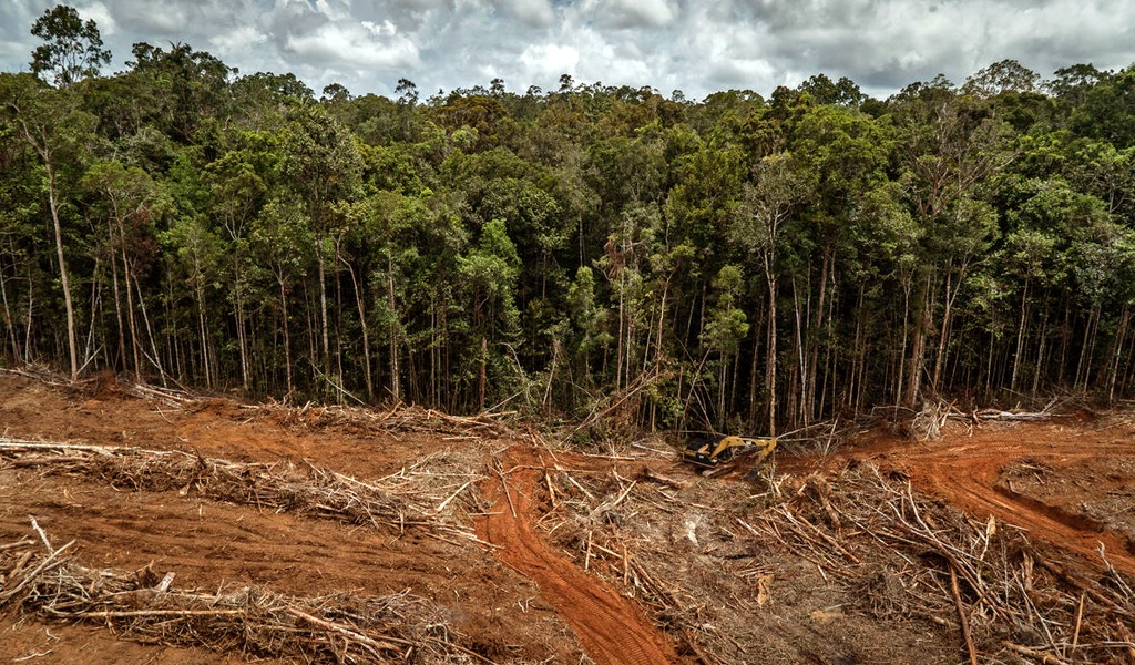 Deforestación1