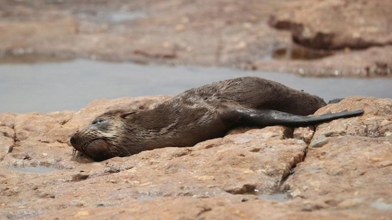 Mueren focas