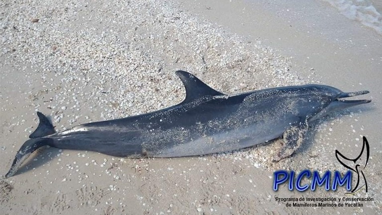 Delfin tornillo
