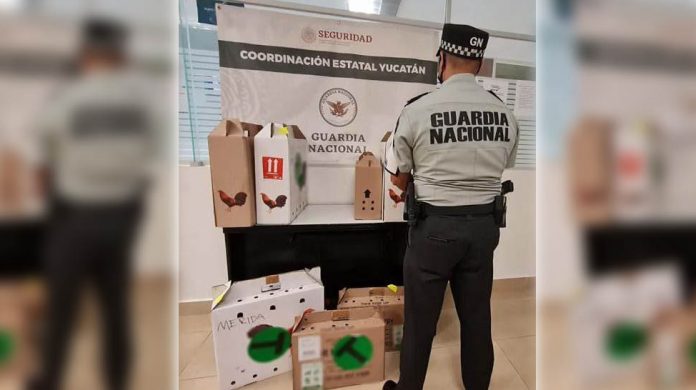 Guardia nacional aves final 696x390