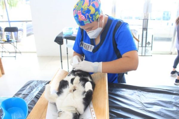 Esterilizan a 350 “lomitos” en Tizimín
