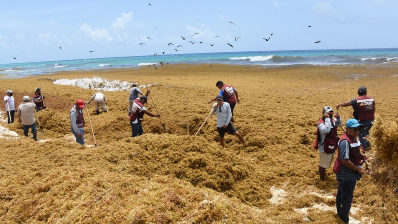 Lluvias dificultan recoleccion de sargazo en playas de quintana roo cuartoscuro