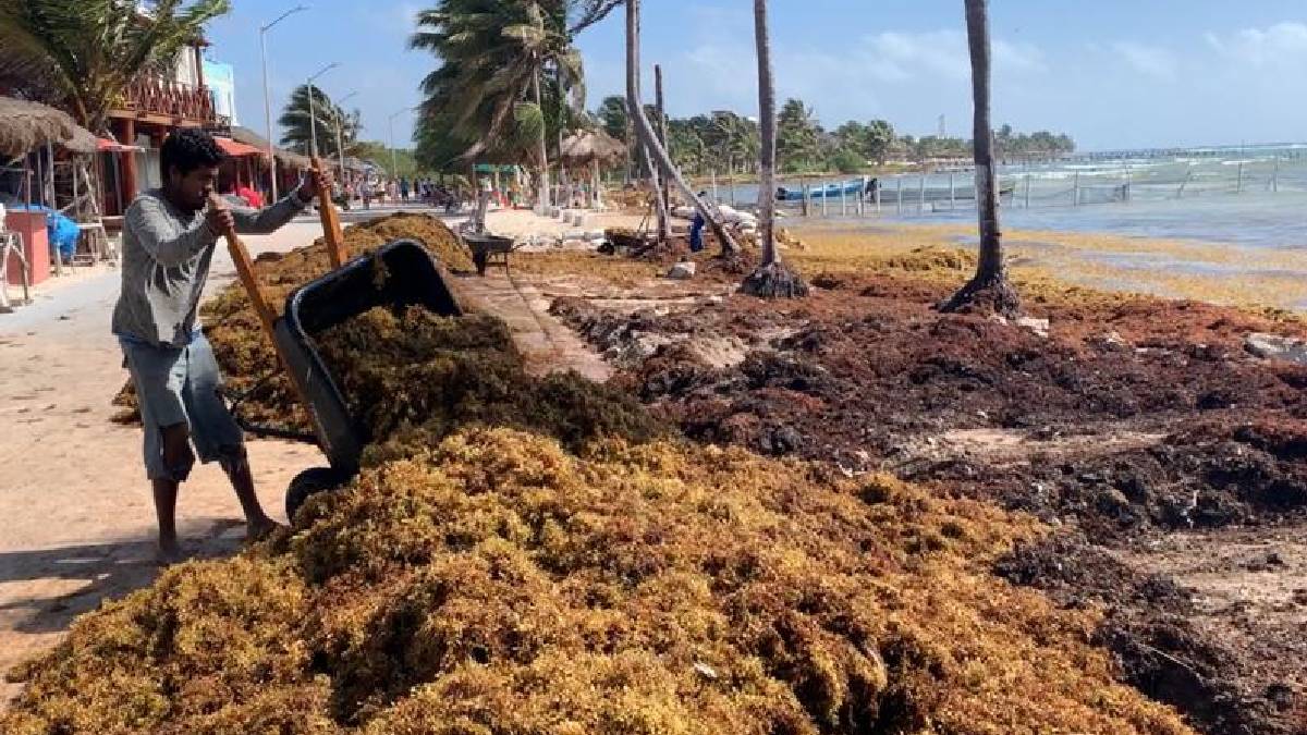 Sargazo en quintana roo 120308