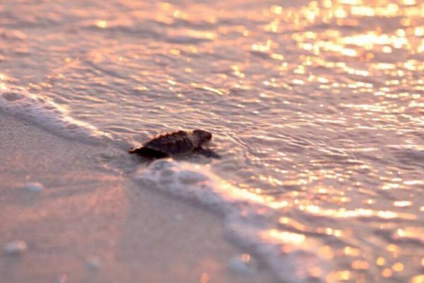 Liberan tortuguitas carey en playas de Sisal