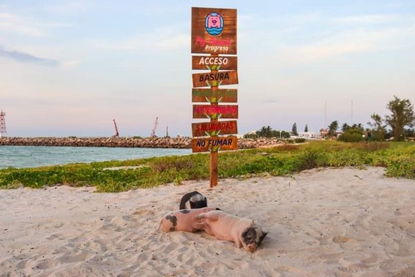 Playa de los Cerditos una excelente opción para estas vacaciones