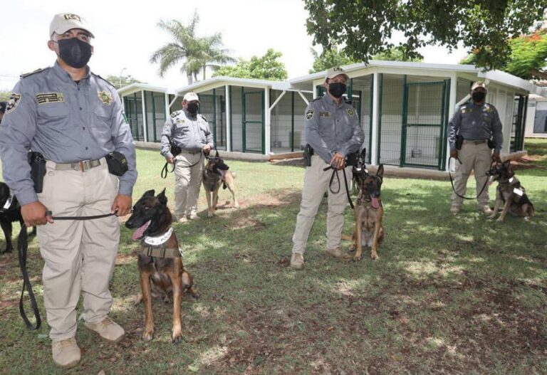 Caninos k9 ssp4 scaled