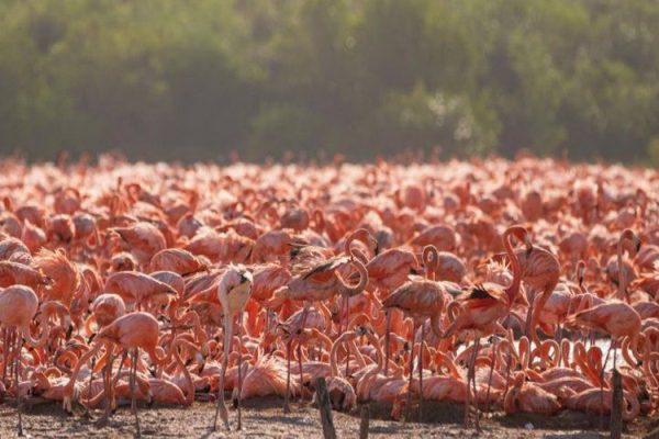 Yucatán se pintará de rosa