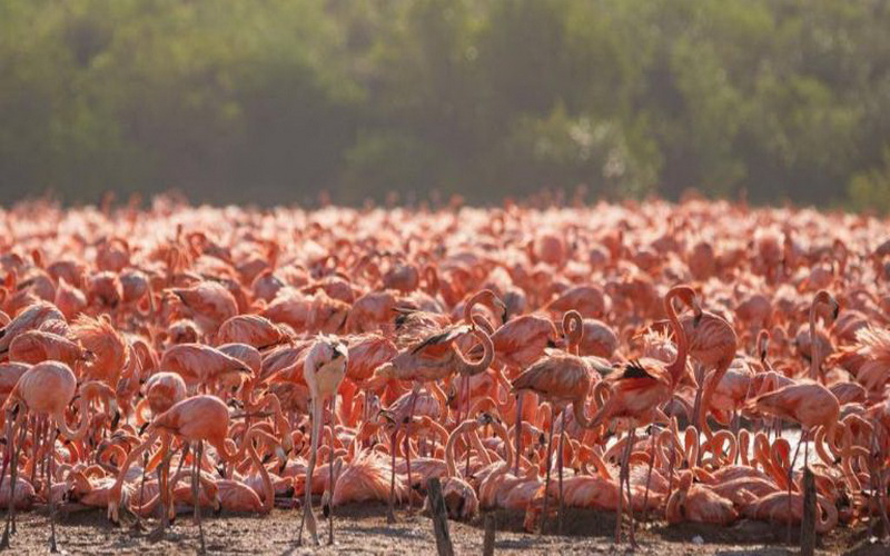 Flamencos
