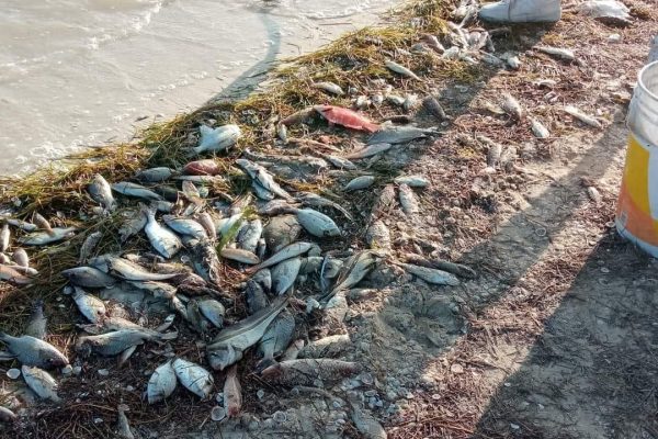 Mantienen vigilancia sanitaria en costa yucateca por presencia de marea roja
