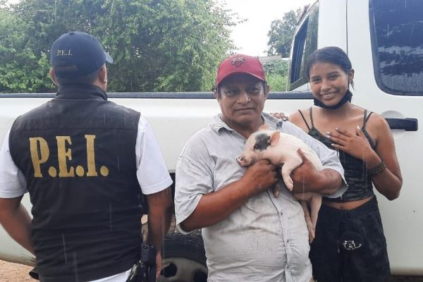 ¡Final Feliz! Cerdito es devuelto a sus dueños